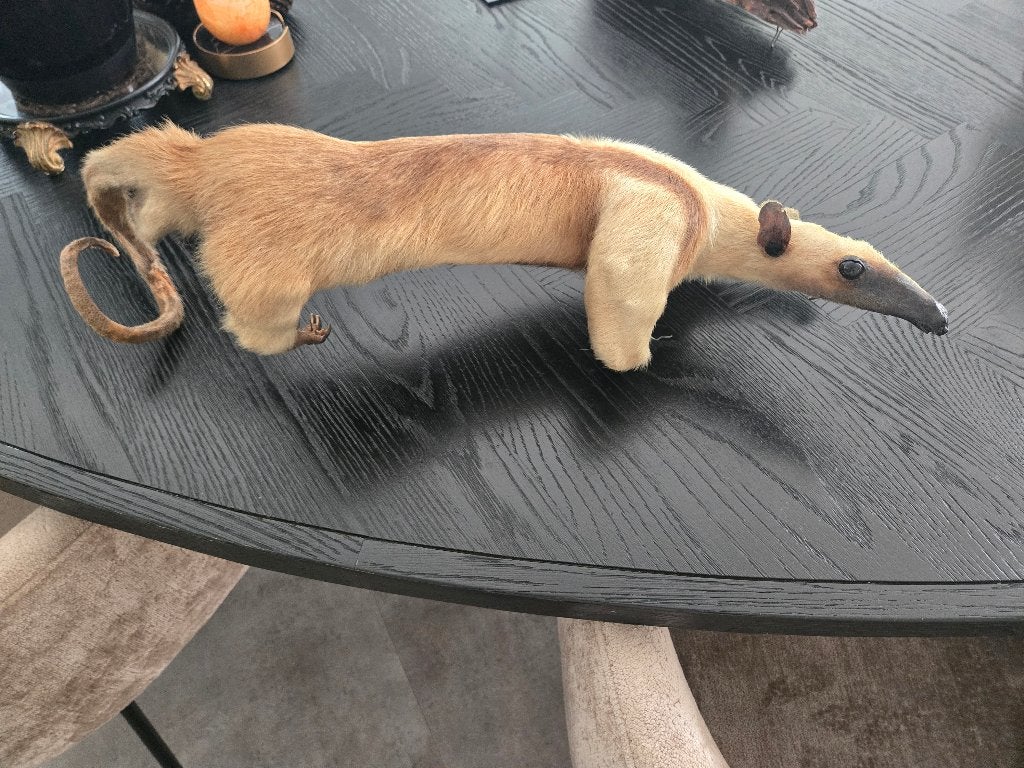 Opgezette taxidermie verschillende preparaten, Verzamelen, Ophalen
