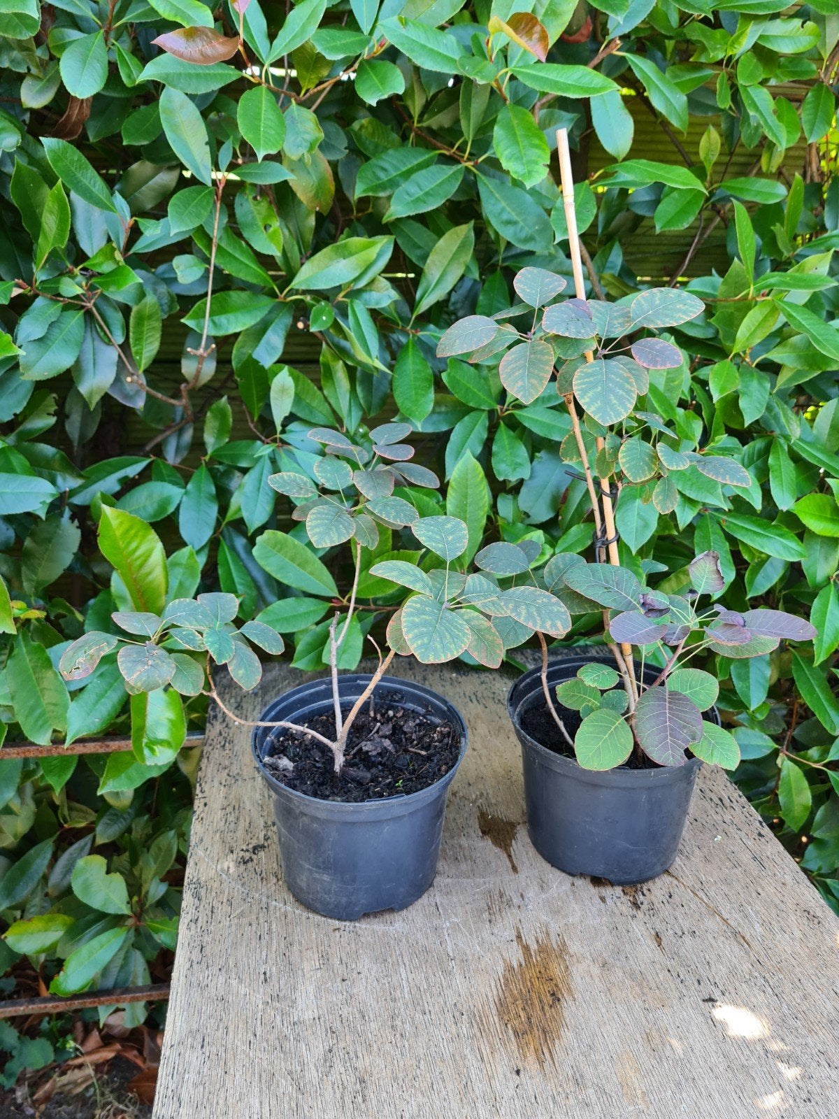 2 Pruikenboompjes te koop in Balen, Tuin en Terras, Ophalen, Overige soorten, Struik, Minder dan 100 cm