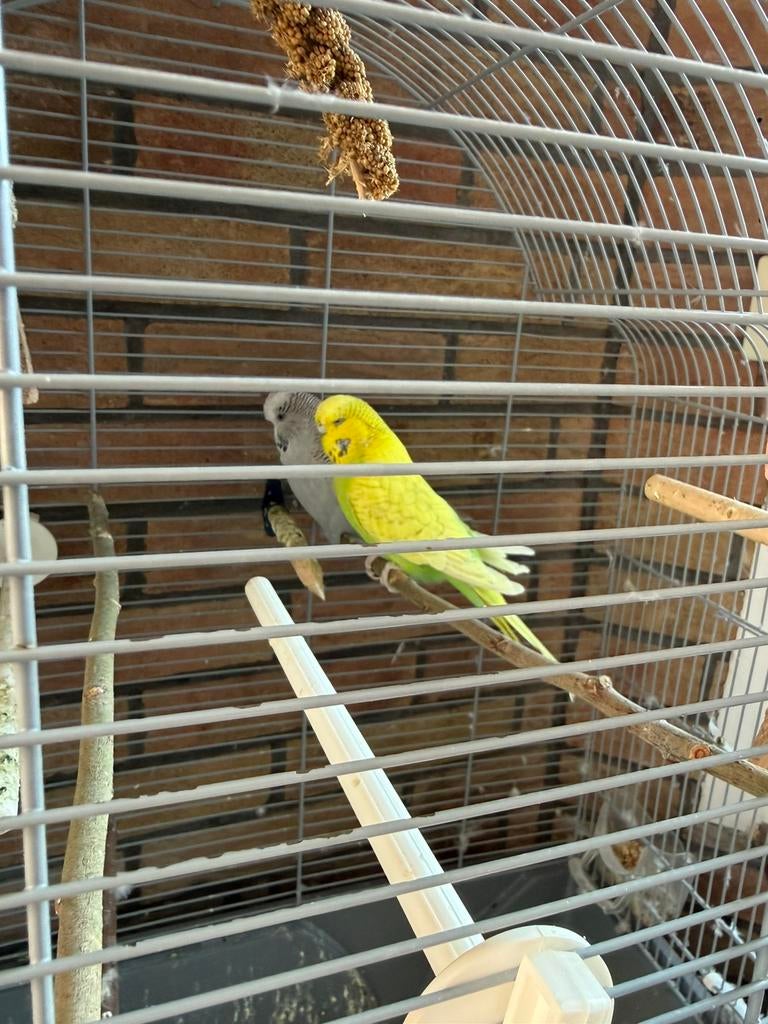 2x stuks jongen & meisje, Dieren en Toebehoren, Vogels | Parkieten en Papegaaien, Meerdere dieren, Parkiet