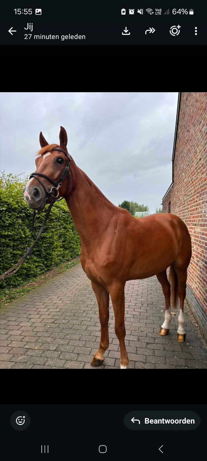 Comilfo plus x vigo d'arsouilles, Springpaard, Ruin, 3 tot 6 jaar, 165 tot 170 cm