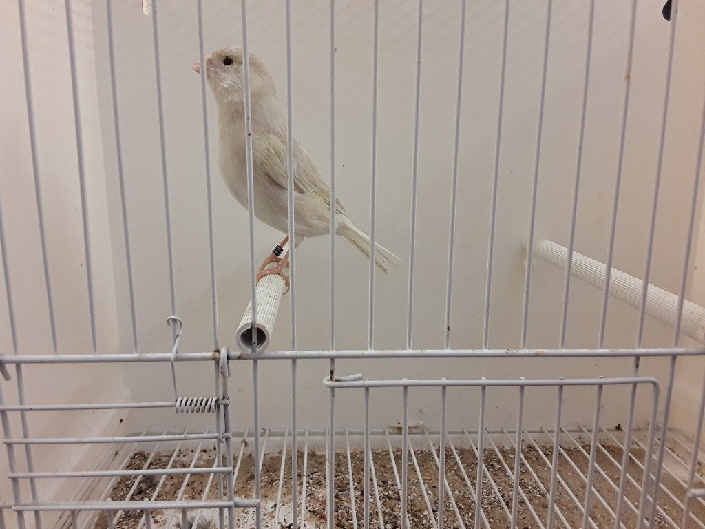 Canaris  femelle 2025, Animaux & Accessoires, Oiseaux | Canaris, Femelle, Canari de couleur