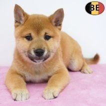 Shiba Inu te koop - Pups met een uniek karakter, Parvo, België, 8 tot 15 weken, Teef