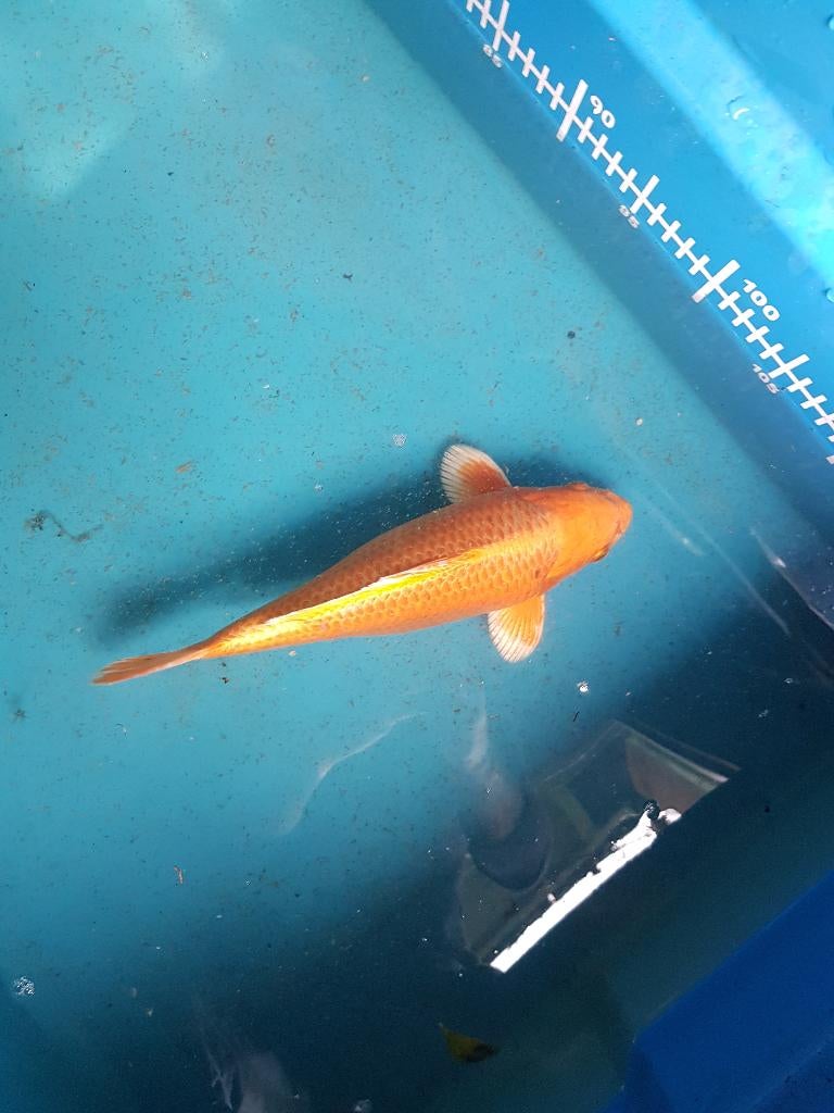 Japanse koi
