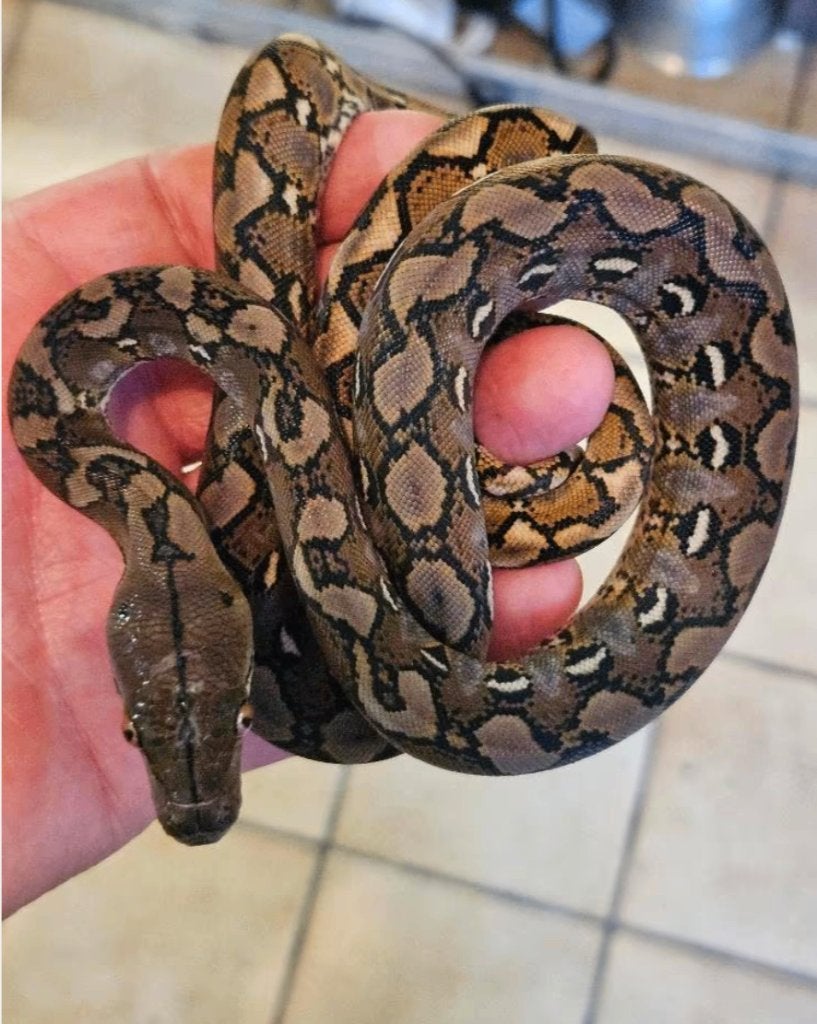 Femelles python reticulatus pur  SELAYAR   Nain, Animaux & Accessoires, Serpent, 0 à 2 ans