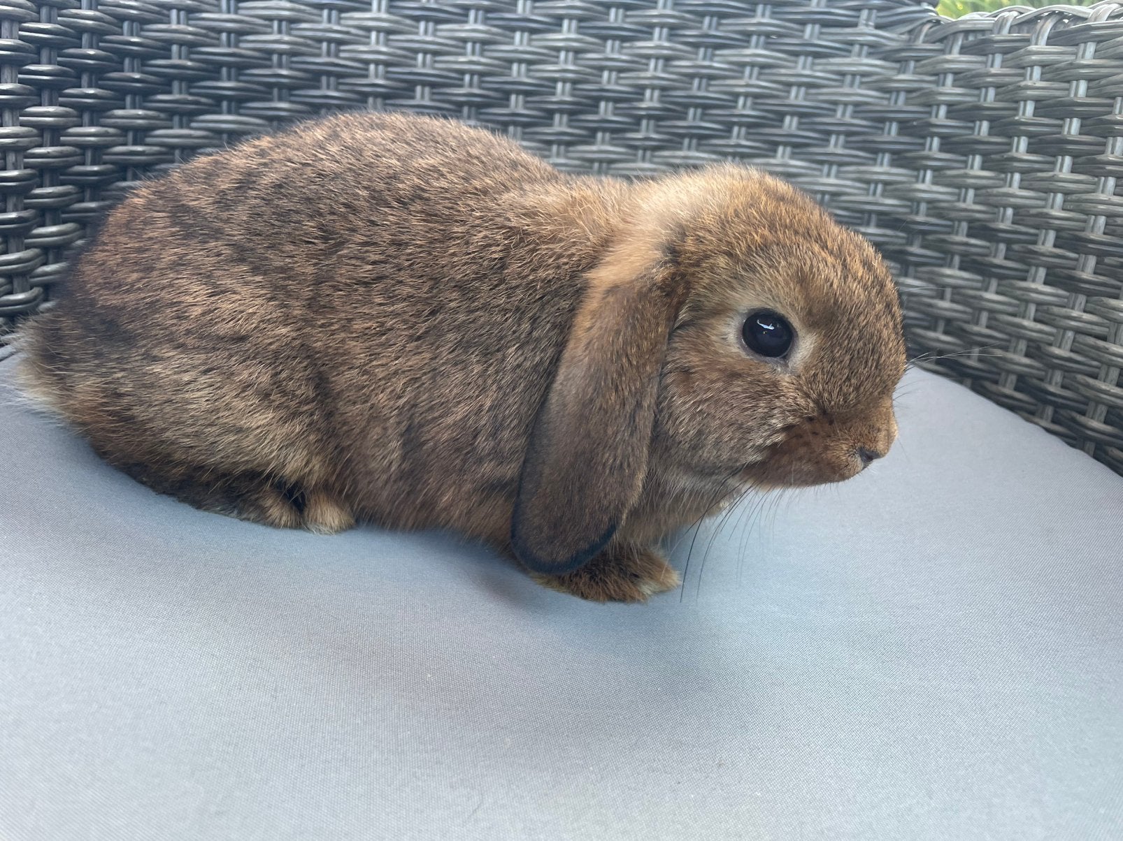 Minilop konijntje, Dieren en Toebehoren
