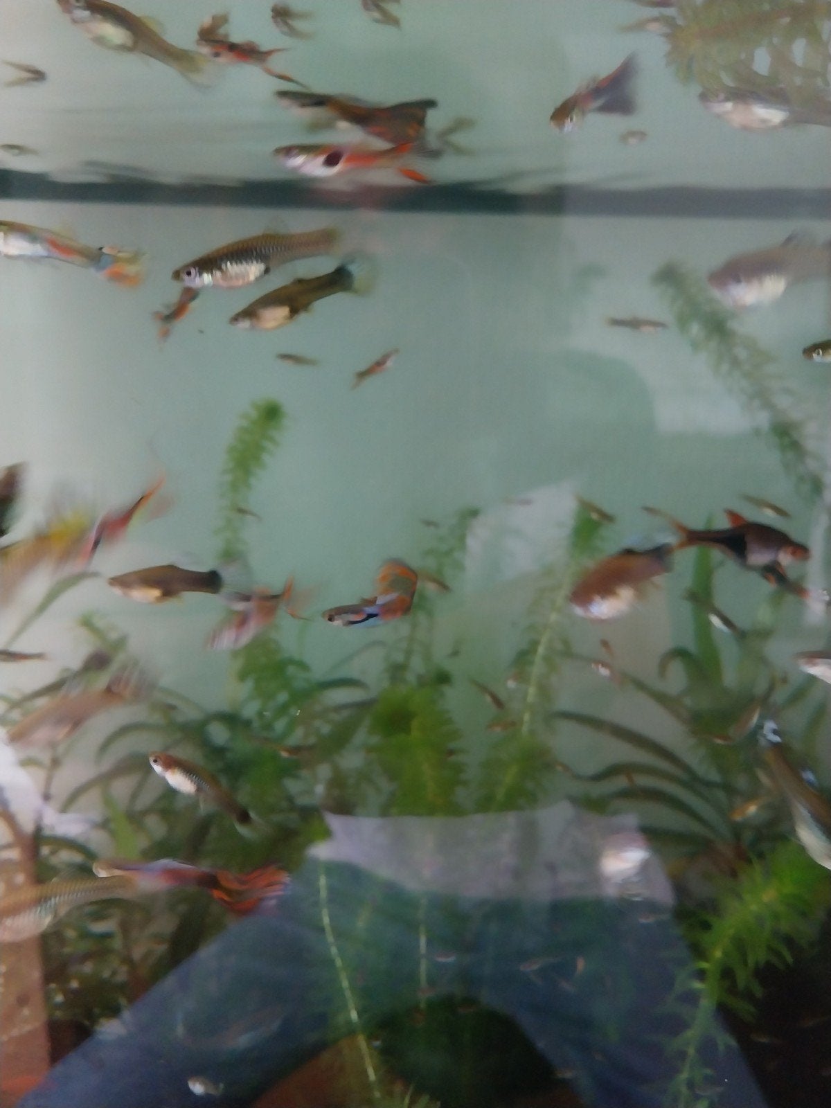 Mooie Endler guppy's
