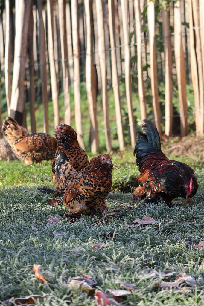 Oeufs fécondés de Barbu d’Uccle mille fleurs à vendre, Animaux & Accessoires, Volatiles, Poule ou poulet, Plusieurs animaux