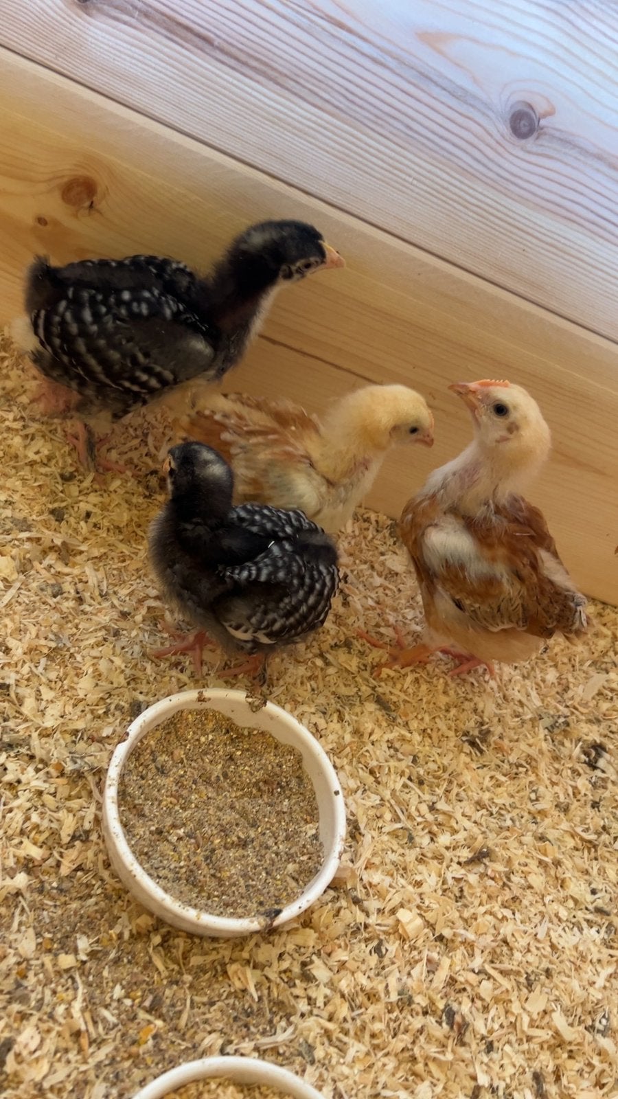 Poussins 100% poules, Animaux & Accessoires