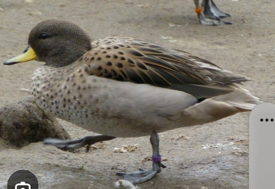 Eenden