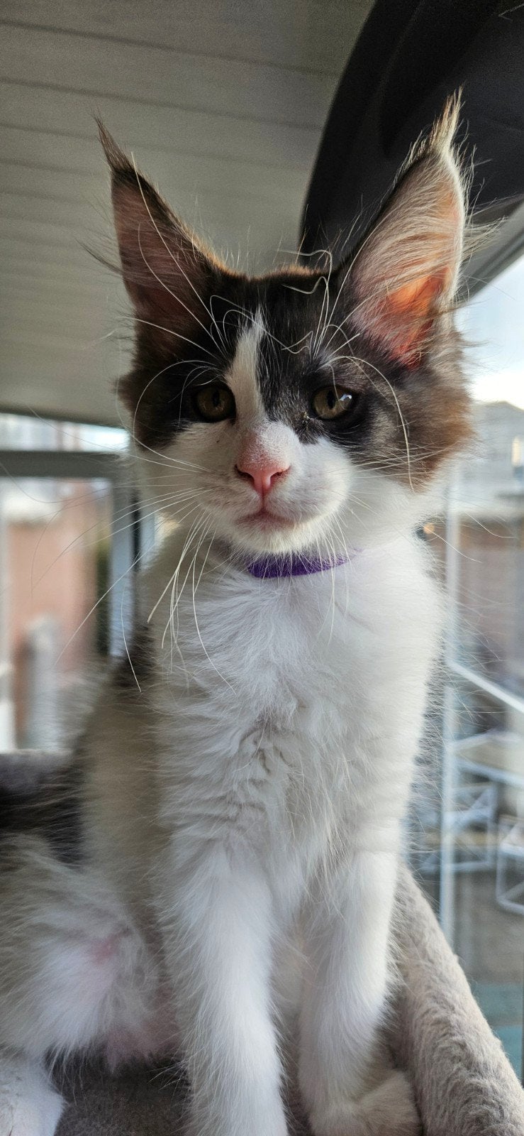 Cattery main-coon, Plusieurs animaux, Avec puce électronique