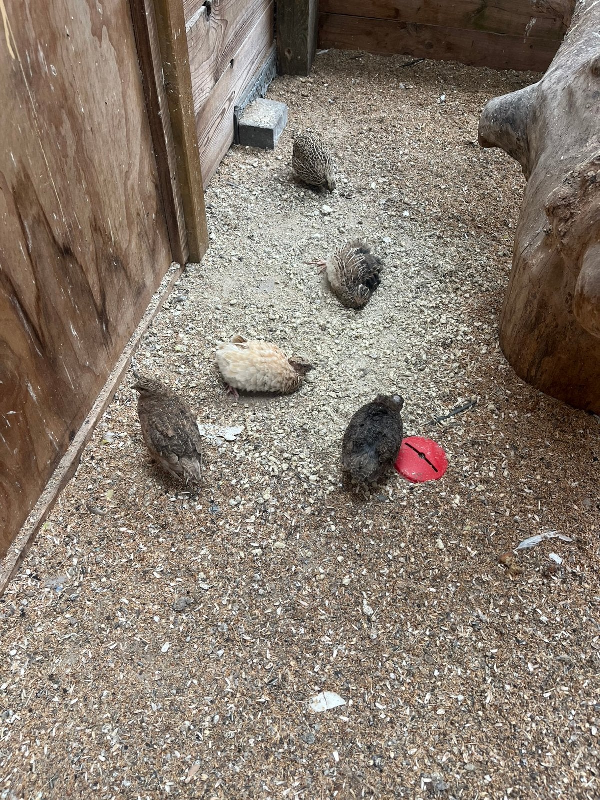 3 mannen jumbo kwartels, Dieren en Toebehoren