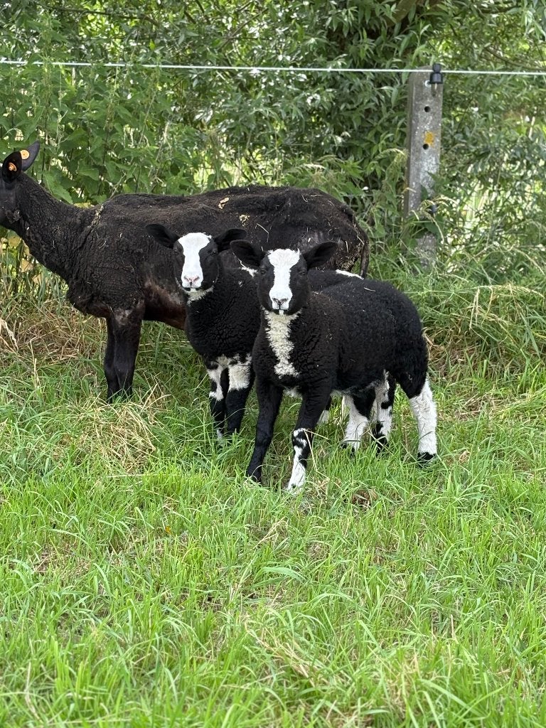 Baggerbonte rammen, Dieren en Toebehoren, Schapen, Geiten en Varkens, Mannelijk, Schaap, 0 tot 2 jaar