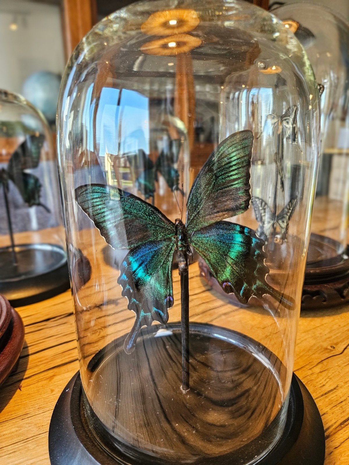 Kleine stolp met prachtige groene tropische vlinder, Antiek en Kunst, Ophalen