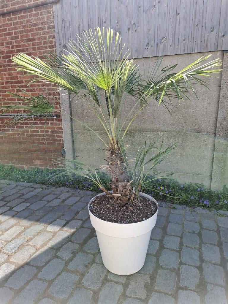 Winterharde palm (Trachycarpus fortunei) in grote sierpot, Enlèvement, Plante fixe, Autres espèces