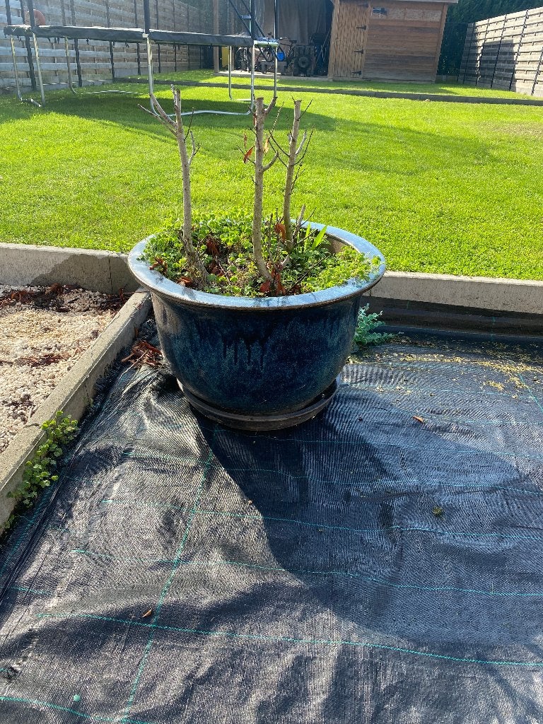 Grote geglazuurde bloempot, Ophalen, 40 cm of meer, Rond, Zo goed als nieuw