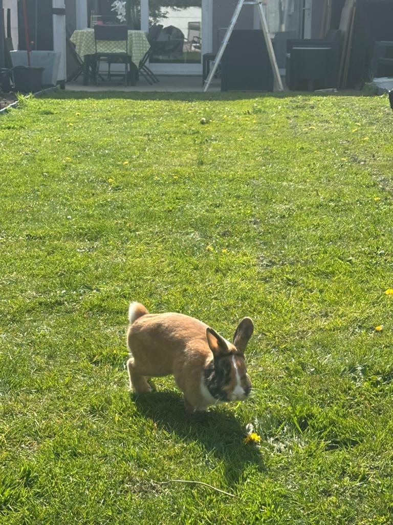 Lapin nain, Dwerg