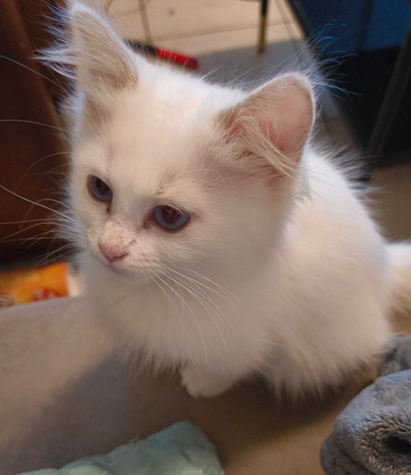 De beaux et adorables chatons Ragdoll sont disponibles, Animaux & Accessoires, Plusieurs animaux, Avec pedigree, 0 à 2 ans