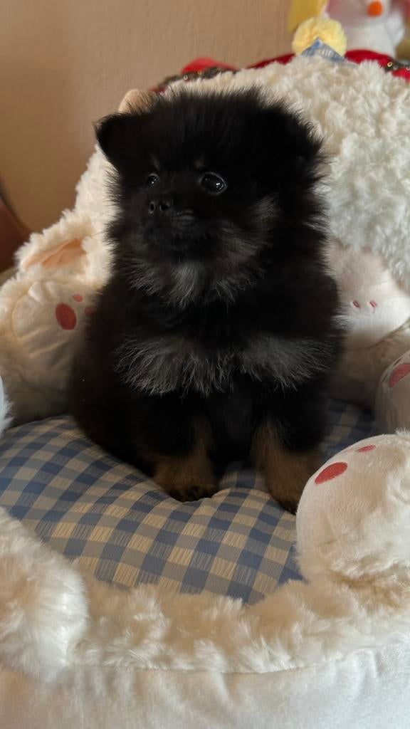 Nog 1 prachtig zwart reutje, Parvo, België, Particulier, Keeshond