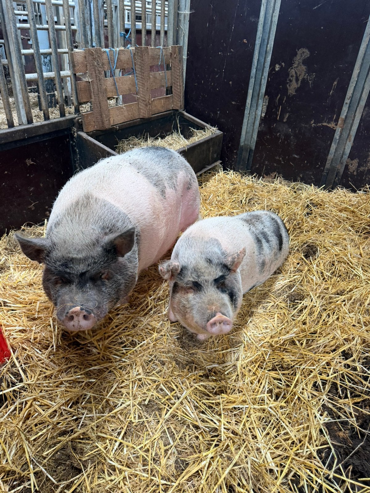 Porcs, Femelle, Porcs, 0 à 2 ans