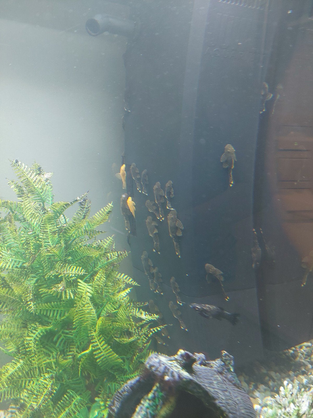 aquariumvissen plecostomus, Dieren en Toebehoren