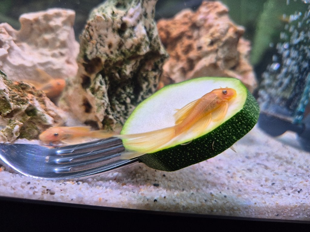 L144 Longfin Lime Ancistrus (3-4 cm) – Prachtige algeneters, Dieren en Toebehoren, Vis, Zoetwatervis