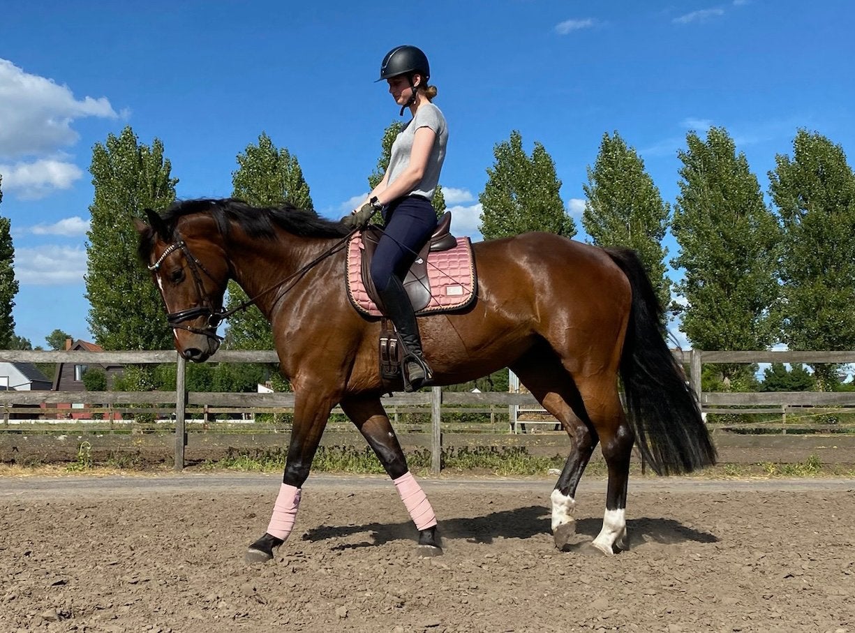 10-jarige merrie, Merrie, Springpaard, Met stamboom, 170 tot 175 cm