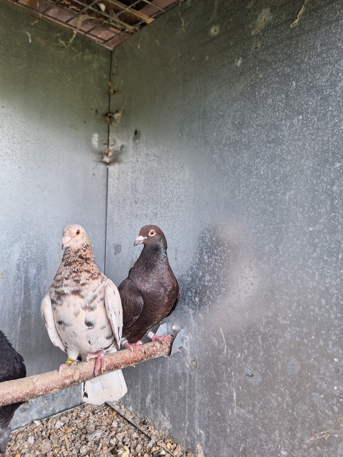 almond x kite kweekkoppel kleurpostduiven tt kwaliteit, Geringd