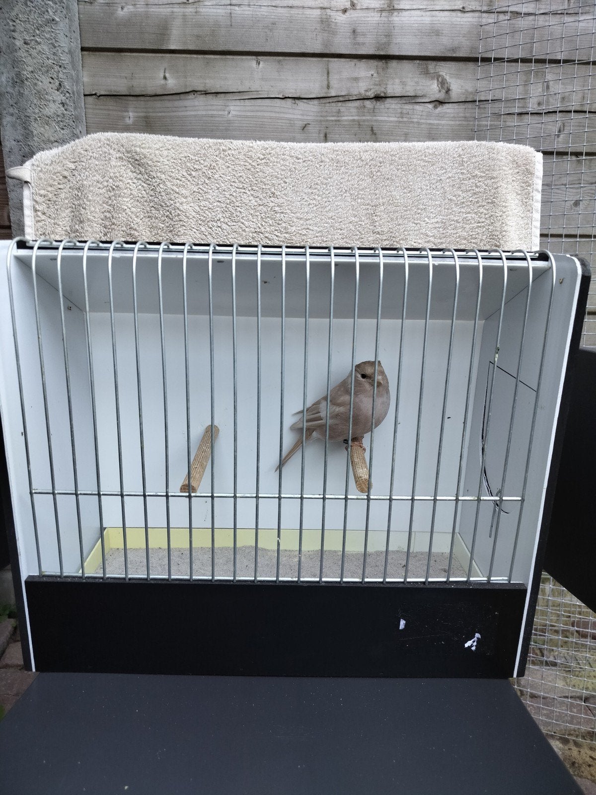 Noorse Goudvink, Vrouwelijk, Wildzangvogel, Geringd