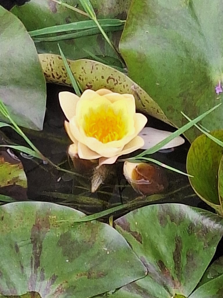 waterlelie geel - vijverplanten, Ophalen, Nieuw