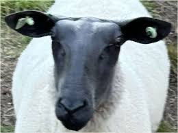 Bleu du maine jaarling ooien, Dieren en Toebehoren