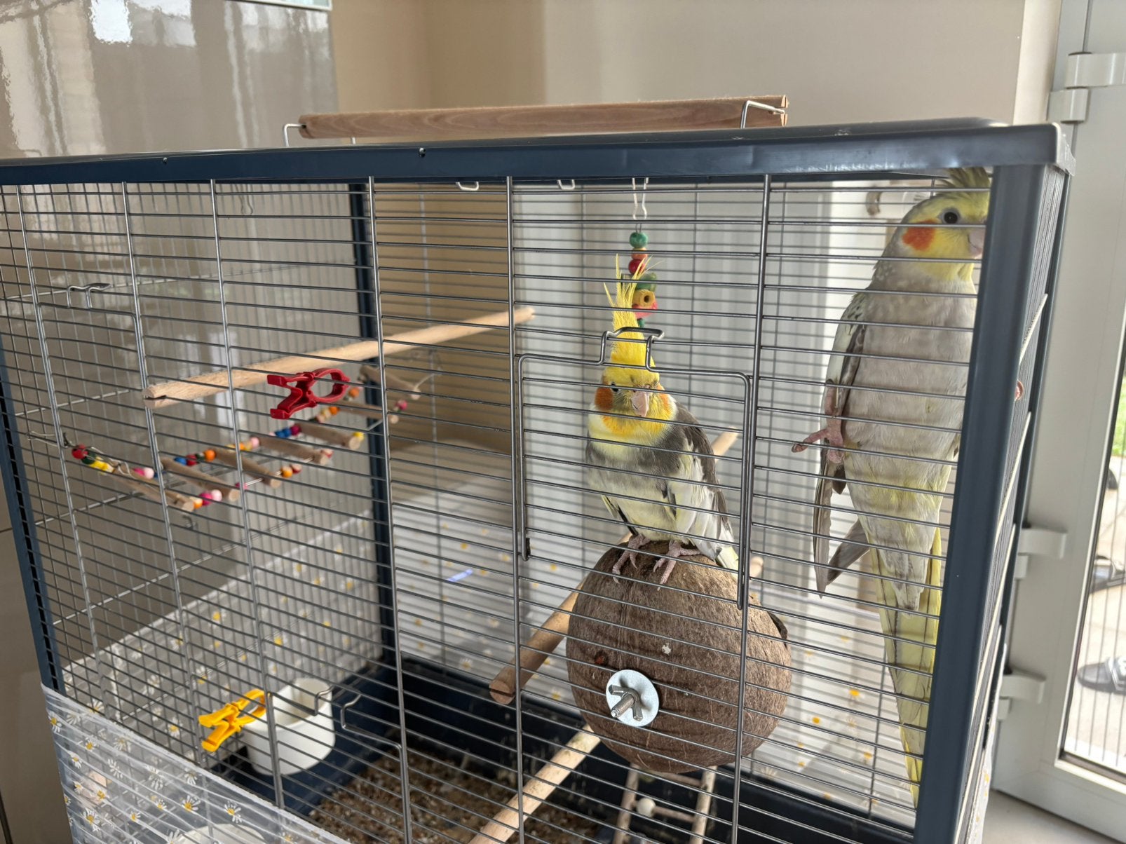 2perruches + grande cage, Enlèvement, Comme neuf