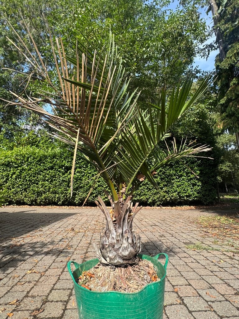 Jubaea chilensis met dikke stam, Ophalen, In pot, Palmboom