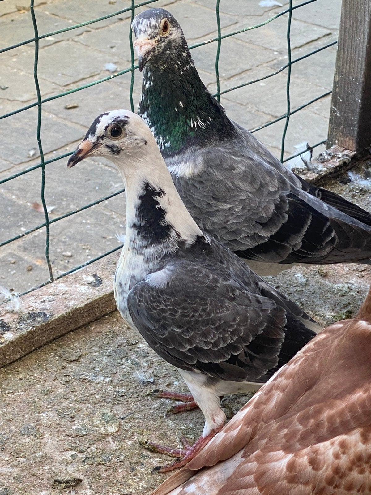 Jong 2026, Dieren en Toebehoren, Vogels | Duiven, Vrouwelijk, Postduif