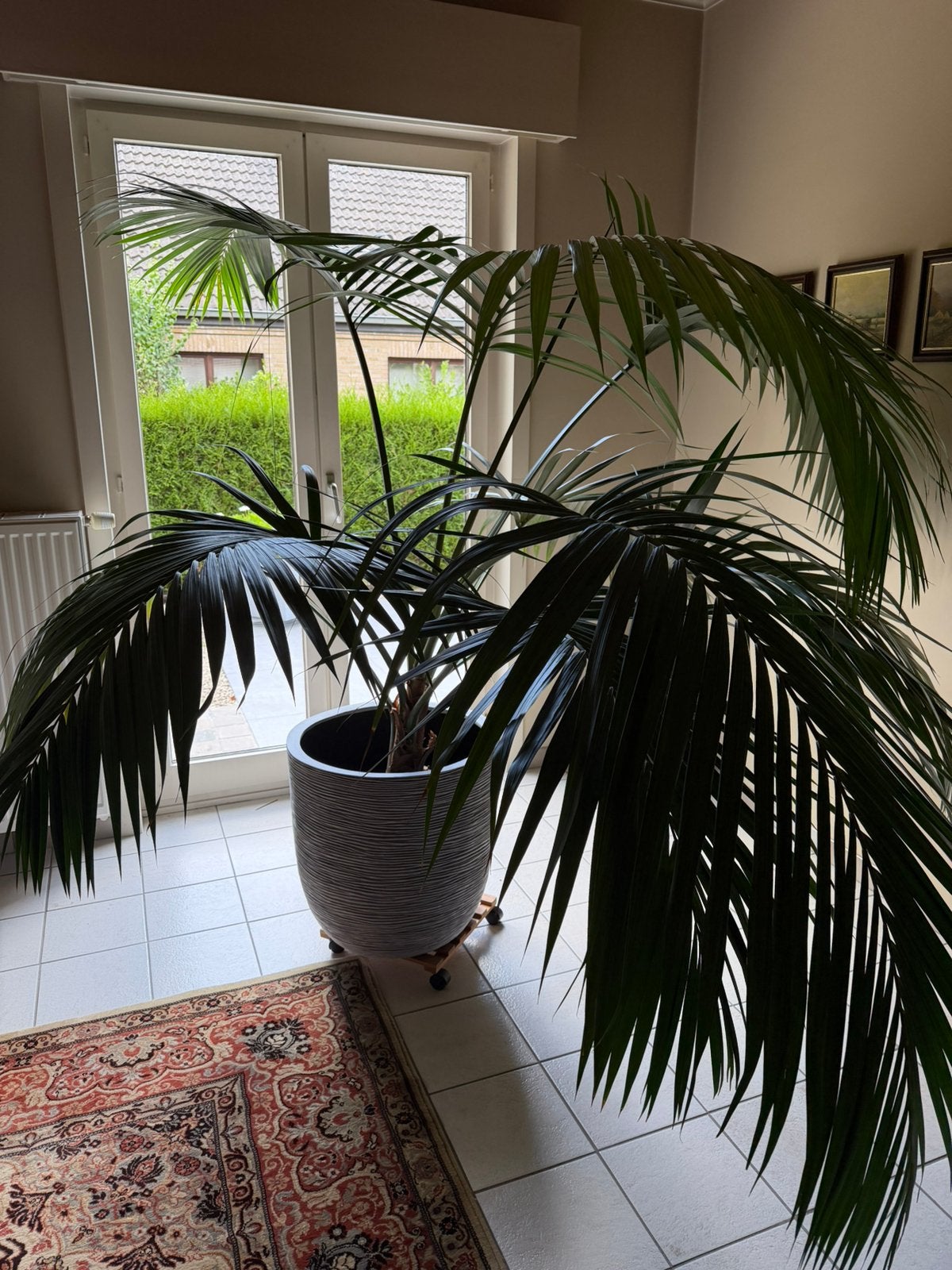 Kentia Palm met of zonder pot, Huis en Inrichting, Ophalen, Palm