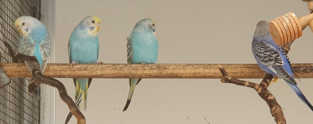 4 jonge regenboog grasparkieten, Meerdere dieren, Parkiet