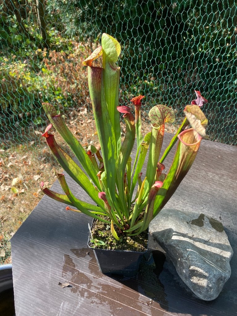 Sarracenia Mitchelliana x Flava Rugelii 9 cm pot, Tuin en Terras, Overige soorten, Volle zon, Vaste plant, Ophalen of Verzenden