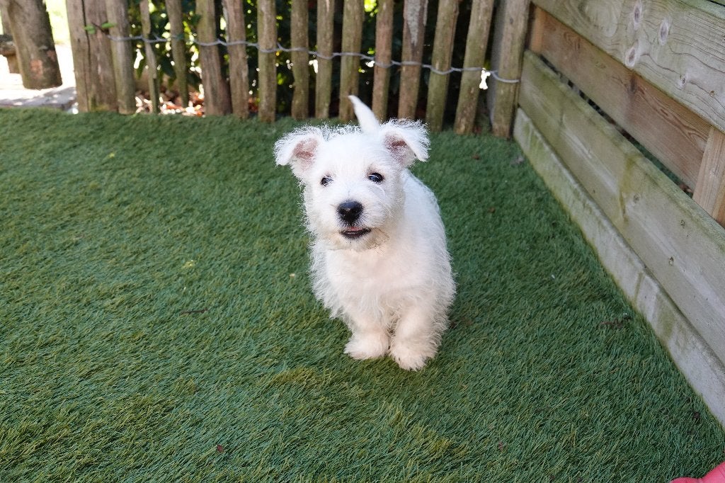 Prachtige West Highland White Terriër pups, met stamboom, Dieren en Toebehoren, België, Overige rassen, CDV (hondenziekte), 8 tot 15 weken