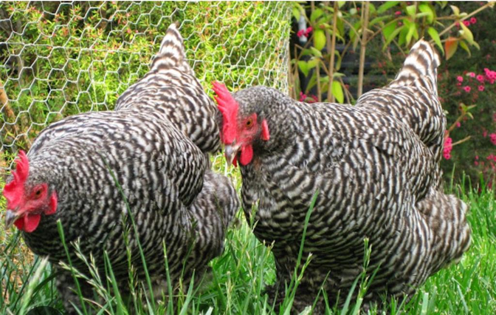 koekoekskleurige leghennen, Dieren en Toebehoren, Pluimvee, Kip