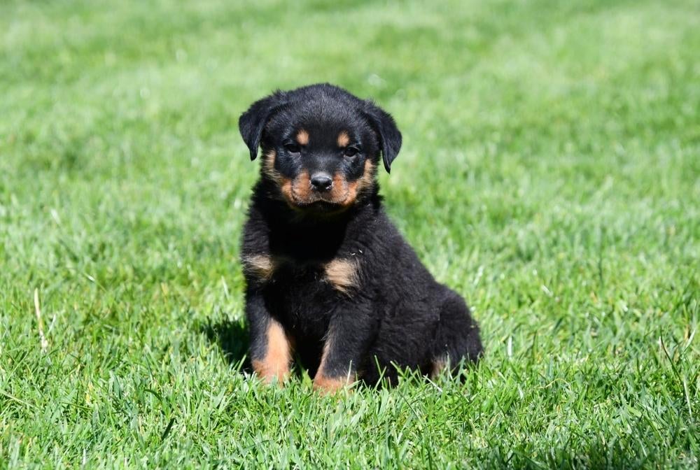 Rottweiler pups te koop, Dieren en Toebehoren, Parvo, België, 8 tot 15 weken, Teef