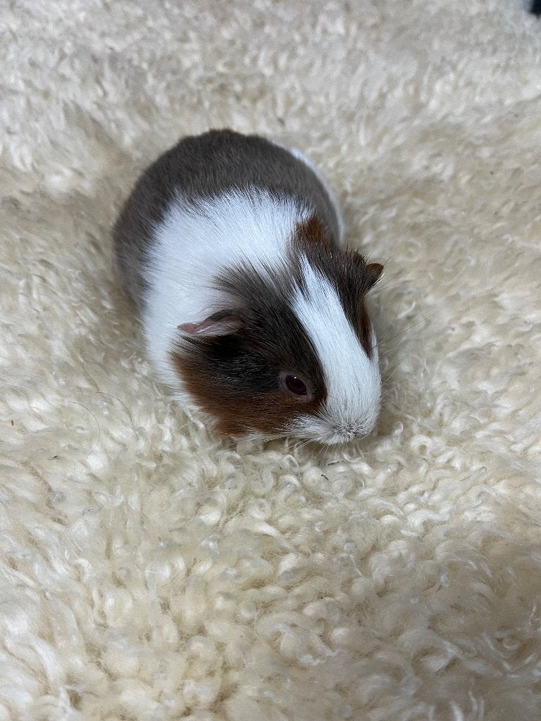 Cavia zeugje, Cavia, Vrouwelijk, Tam, September