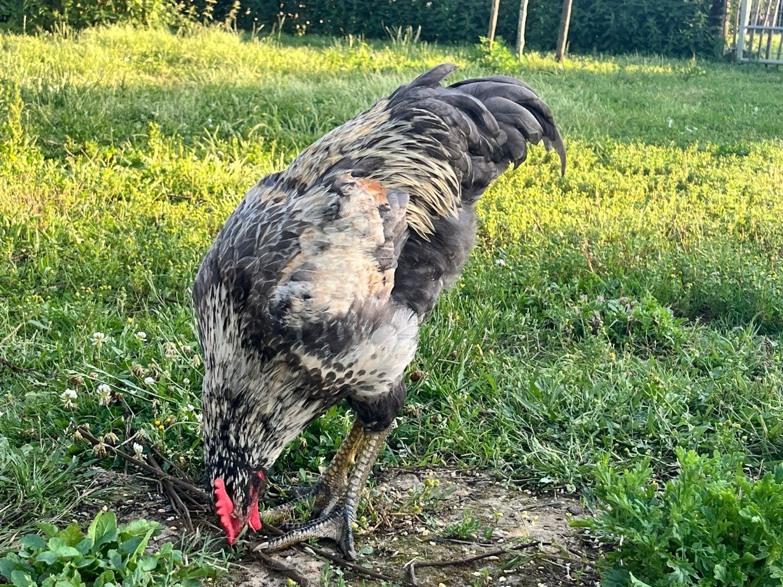 2 hanen en 2 legkippen van 2026, Dieren en Toebehoren, Pluimvee