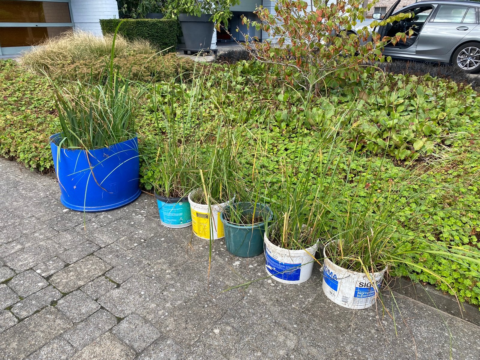 Plantes de bassin, Jardin & Terrasse, Étangs, Enlèvement, Comme neuf