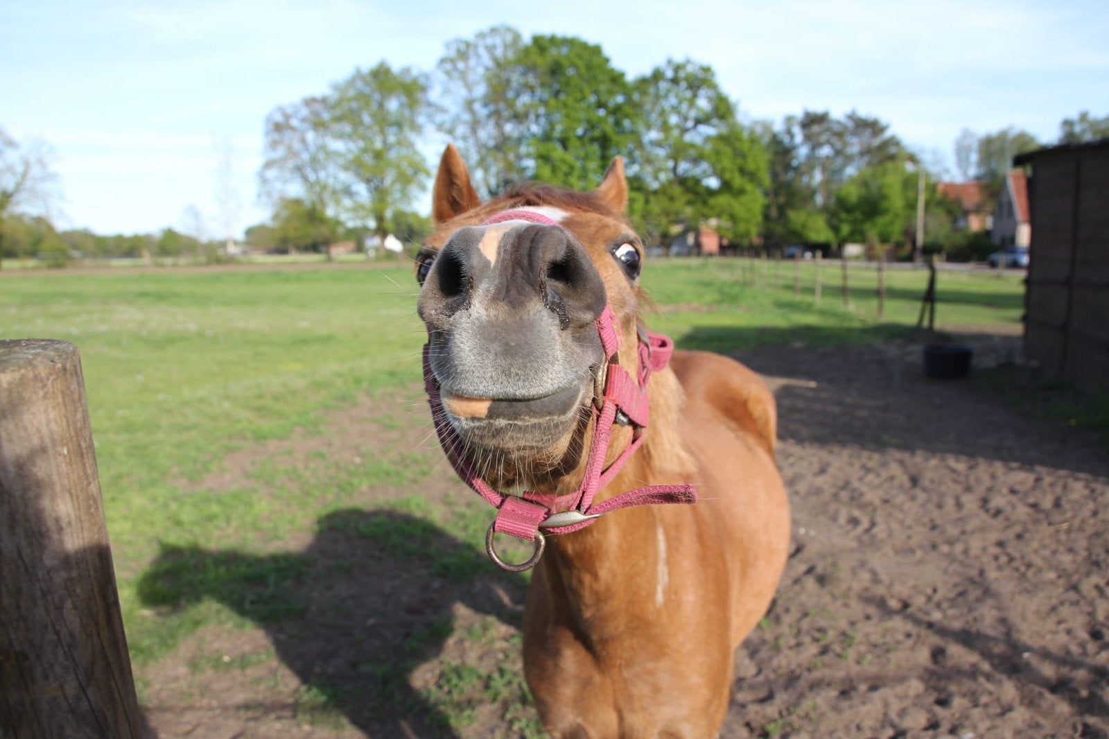 welsh merrie
