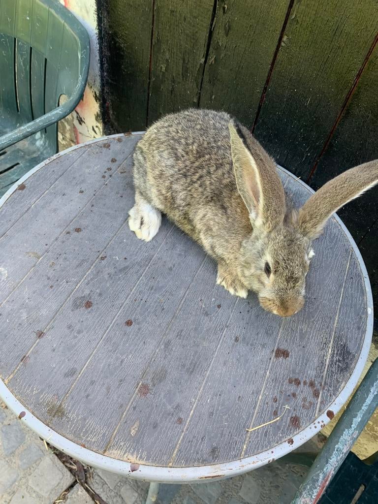 Lapine, Animaux & Accessoires, Enlèvement