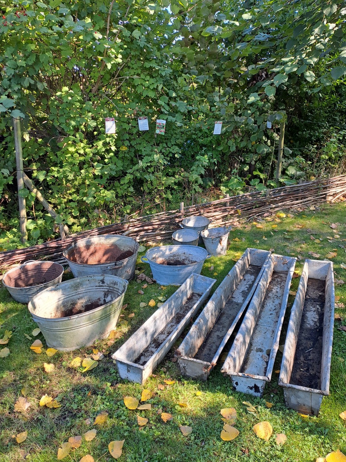 cuisson au zinc (fleurs), Jardin & Terrasse, 30 à 60 cm, Enlèvement, Utilisé, 100 cm ou plus