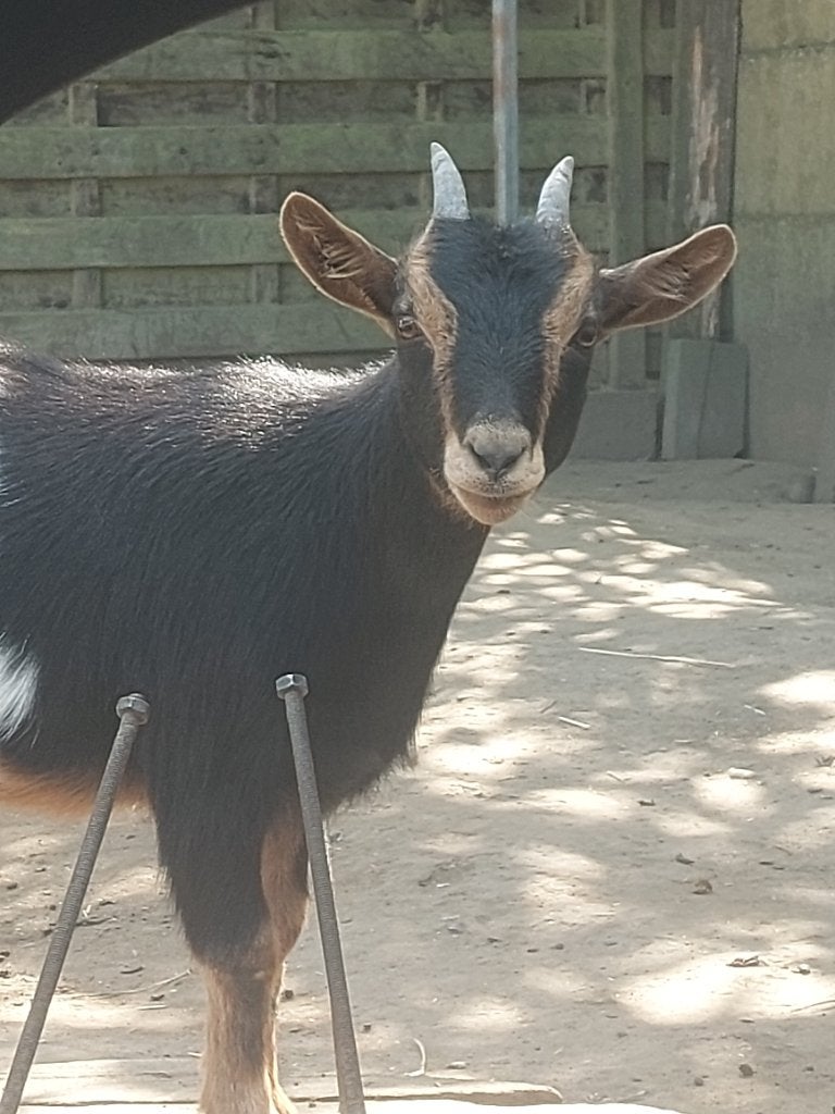 4 jonge mooie geiten, Dieren en Toebehoren, Vrouwelijk, Geit, 0 tot 2 jaar
