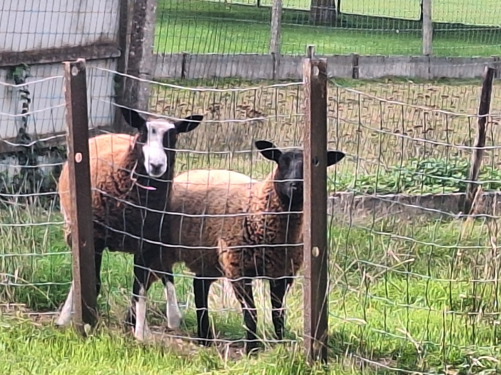 2 jongen ooien, Femelle, Mouton, 0 à 2 ans