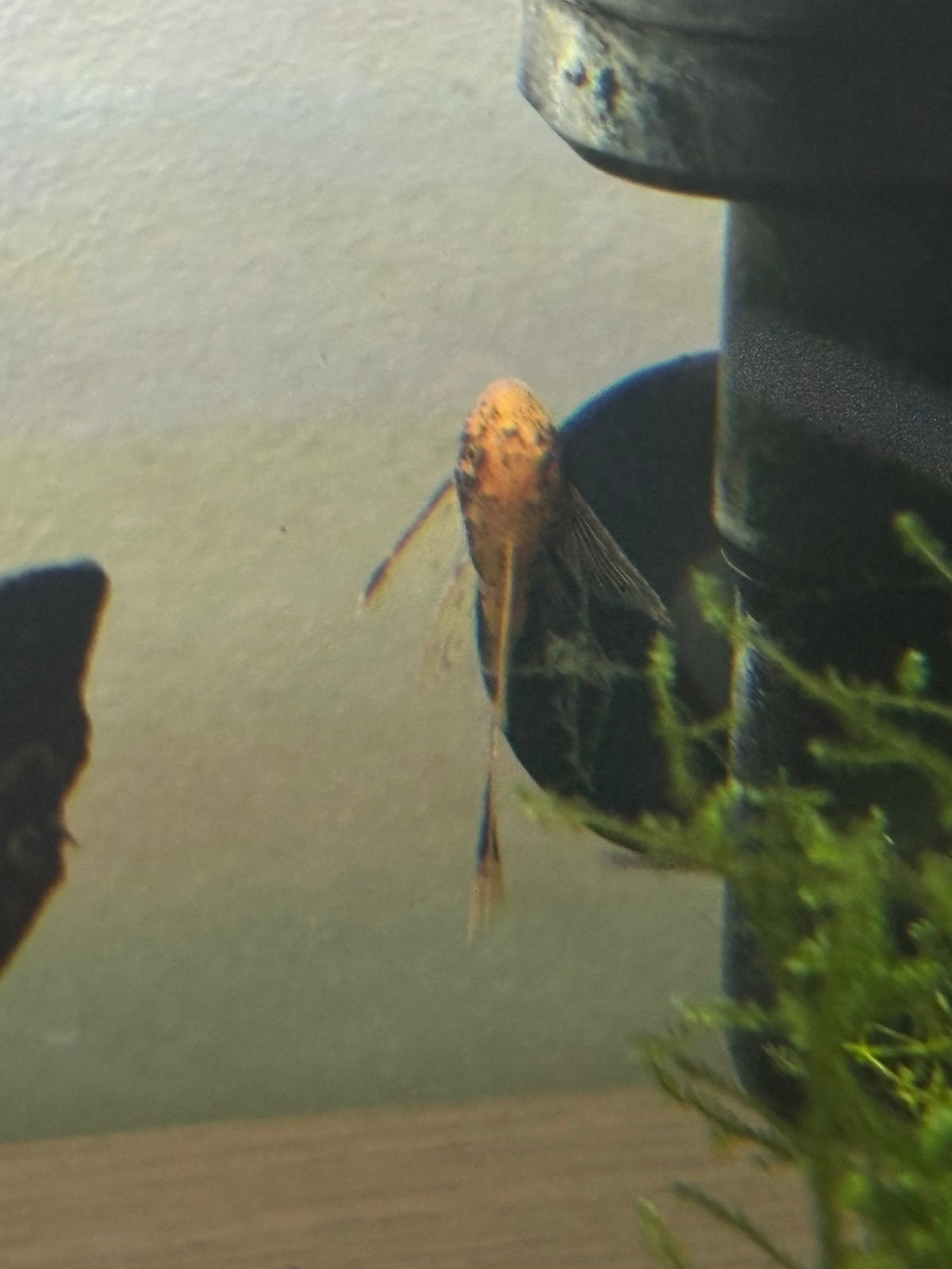 Prachtige Ancistrus LDA 16 (Longfin genen), Dieren en Toebehoren