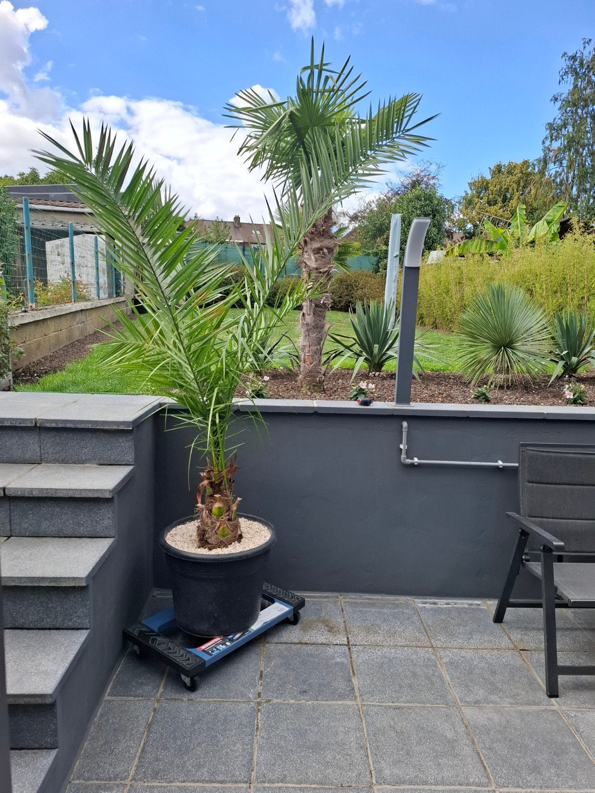 palmiers pheonix grand format en pots hauteur du tronc 35 cm, Jardin & Terrasse, Enlèvement