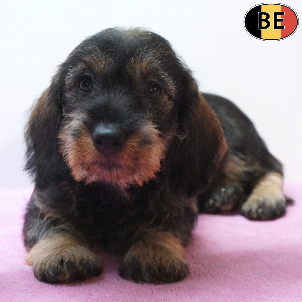 Ruwharige Teckel pups te koop (Belgisch), Parvo, België, Handelaar, 8 tot 15 weken